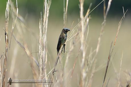 Capuchino iberá (Ibera Seedeater) Sporophila sp. nov.