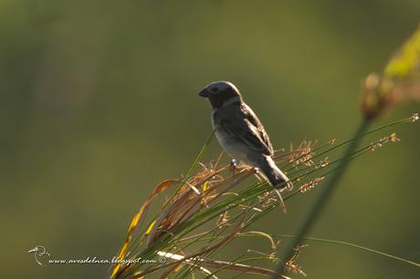 Capuchino iberá (Ibera Seedeater) Sporophila sp. nov.