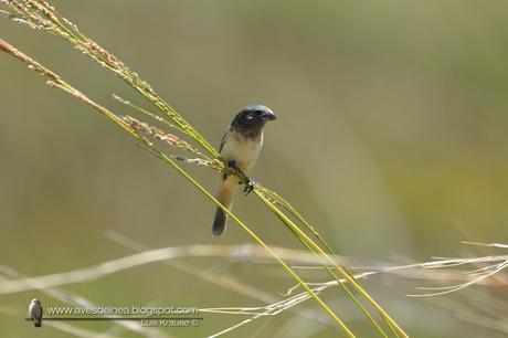 Capuchino iberá (Ibera Seedeater) Sporophila sp. nov.