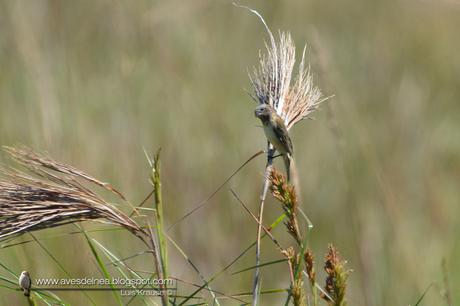 Capuchino iberá (Ibera Seedeater) Sporophila sp. nov.