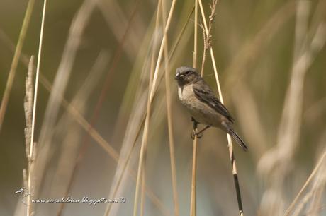 Capuchino iberá (Ibera Seedeater) Sporophila sp. nov.