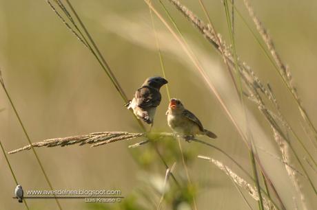 Capuchino iberá (Ibera Seedeater) Sporophila sp. nov.