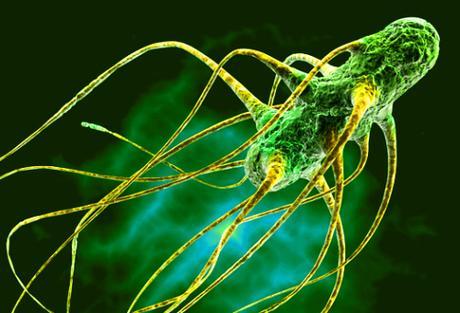 La Samonelosis, una toxiinfección alimentaria. salmonella