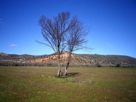 Solitarios 150312 solo 2