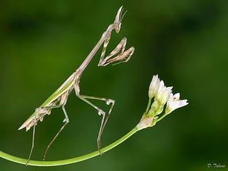 Las mantis, auténticas acróbatas con saltos de ¡10!