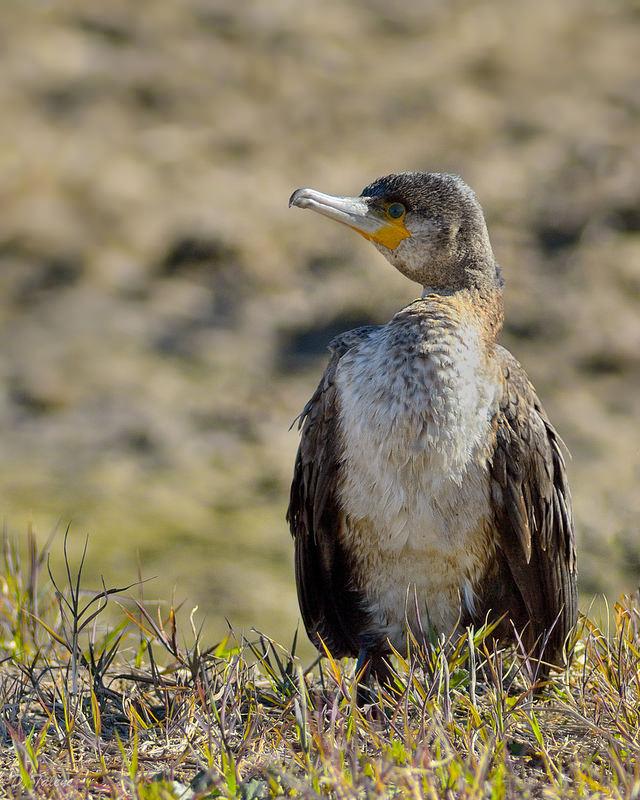 Corba marina/Cormorán (Phalacrocorax carbo)