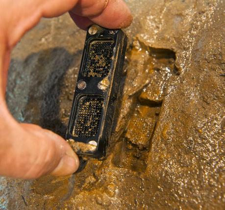 ¡Bienvenida Teixobactina!