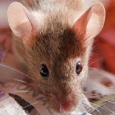 La vitamina B3 frena el cáncer de hígado en ratones