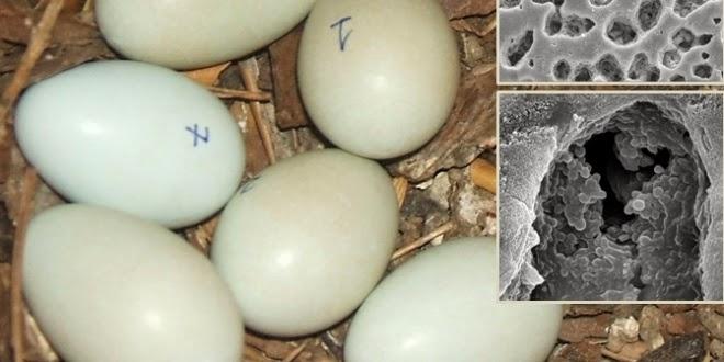 Las abubillas protegen a sus futuras crías con “champú” de acicalamiento