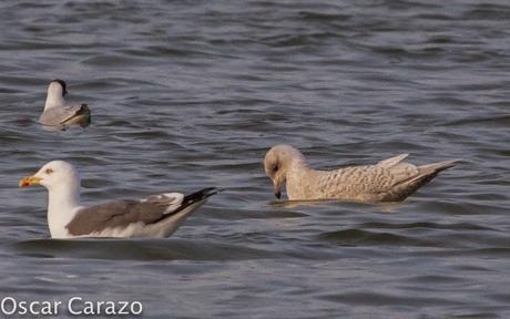 LARUS GLAUCOIDES EN SALBURUA