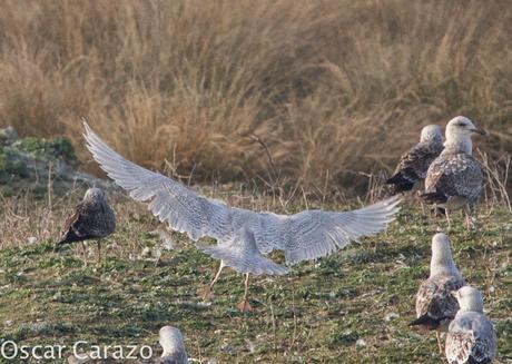 LARUS GLAUCOIDES EN SALBURUA