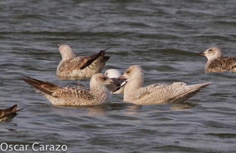 LARUS GLAUCOIDES EN SALBURUA