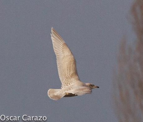 LARUS GLAUCOIDES EN SALBURUA