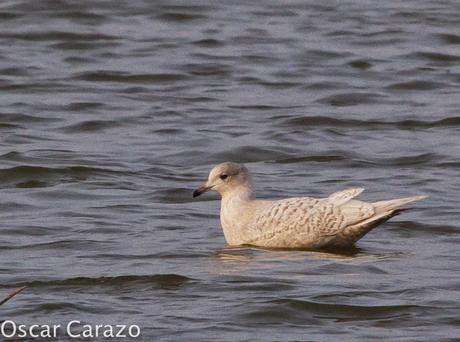 LARUS GLAUCOIDES EN SALBURUA