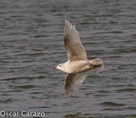 LARUS GLAUCOIDES EN SALBURUA