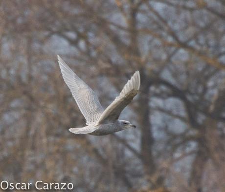 LARUS GLAUCOIDES EN SALBURUA