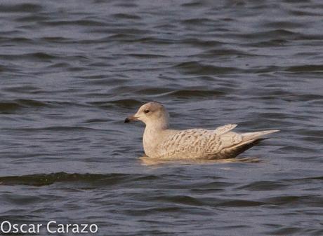 LARUS GLAUCOIDES EN SALBURUA