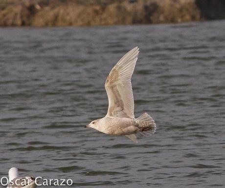 LARUS GLAUCOIDES EN SALBURUA