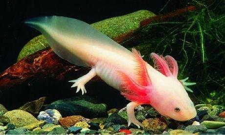 Ajolote, una alternativa contra el cáncer