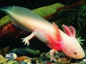 Ajolote, alternativa contra cáncer