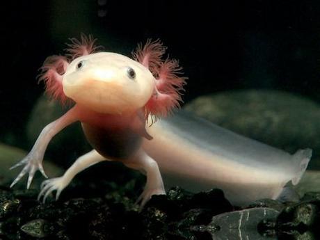 Ajolote, una alternativa contra el cáncer