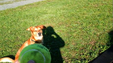 Juego cognitivo con la pelota y tu perro (vídeos)