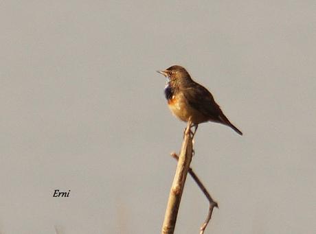 UN PECHIAZUL ENTRE MOSQUITEROS