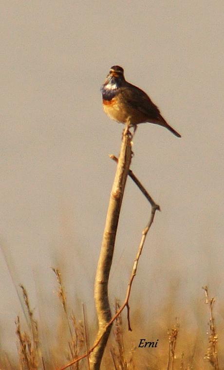 UN PECHIAZUL ENTRE MOSQUITEROS
