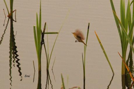 UN PECHIAZUL ENTRE MOSQUITEROS