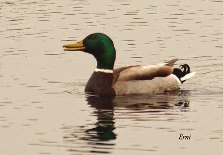 UN PECHIAZUL ENTRE MOSQUITEROS