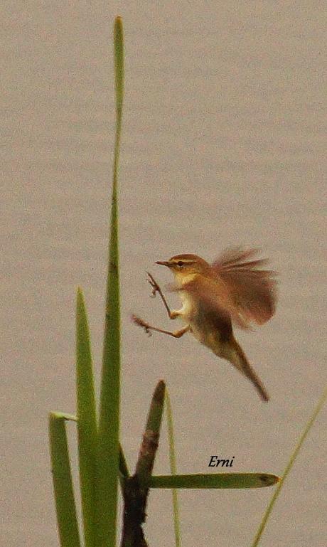 UN PECHIAZUL ENTRE MOSQUITEROS