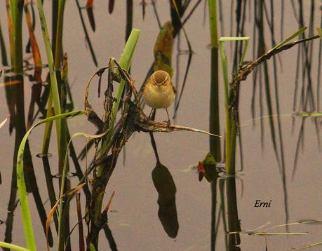 UN PECHIAZUL ENTRE MOSQUITEROS
