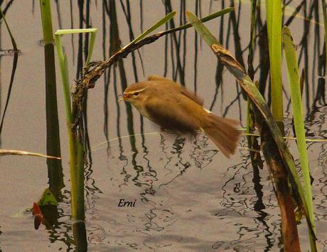 UN PECHIAZUL ENTRE MOSQUITEROS