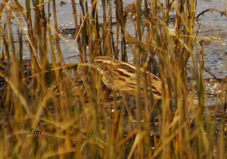 UN PECHIAZUL ENTRE MOSQUITEROS