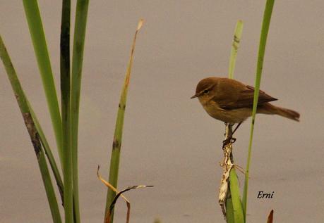UN PECHIAZUL ENTRE MOSQUITEROS