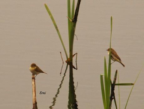 UN PECHIAZUL ENTRE MOSQUITEROS