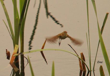 UN PECHIAZUL ENTRE MOSQUITEROS