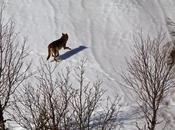 Lobos zona espejos reina