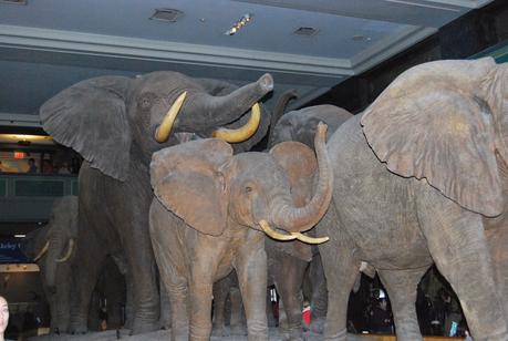 UN DÍA EN EL MUSEO DE HISTORIA NATURAL DE NUEVA YORK