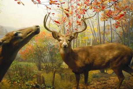 UN DÍA EN EL MUSEO DE HISTORIA NATURAL DE NUEVA YORK