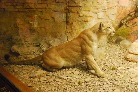 UN DÍA EN EL MUSEO DE HISTORIA NATURAL DE NUEVA YORK
