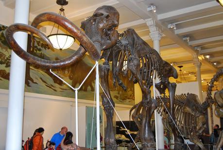 UN DÍA EN EL MUSEO DE HISTORIA NATURAL DE NUEVA YORK