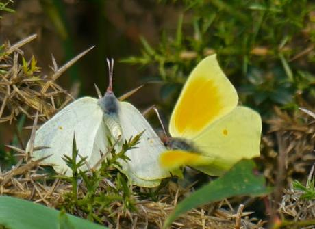 Primeras mariposas