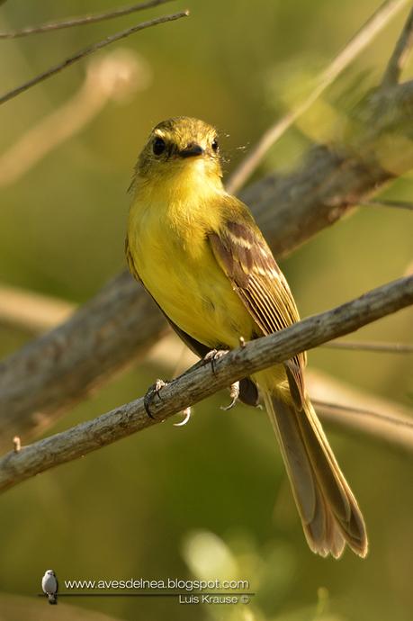 Mosqueta ceja amarilla (Yellow Tyrannulet) Capsiempis flaveola