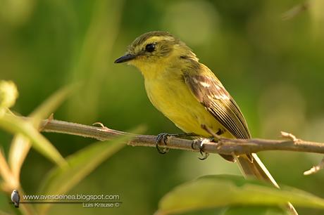 Mosqueta ceja amarilla (Yellow Tyrannulet) Capsiempis flaveola