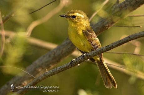 Mosqueta ceja amarilla (Yellow Tyrannulet) Capsiempis flaveola