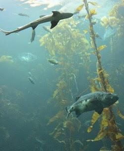 Monterey Bay, California, Road Trip, Estados Unidos, 