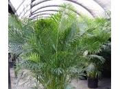 Plantas purifican aire