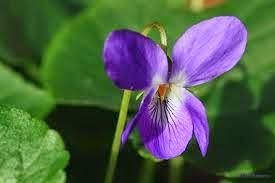 EL SIGNIFICADO DE TUS FLORES FAVORITAS