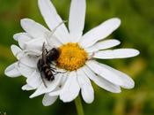 Thomisus onustus glotona.